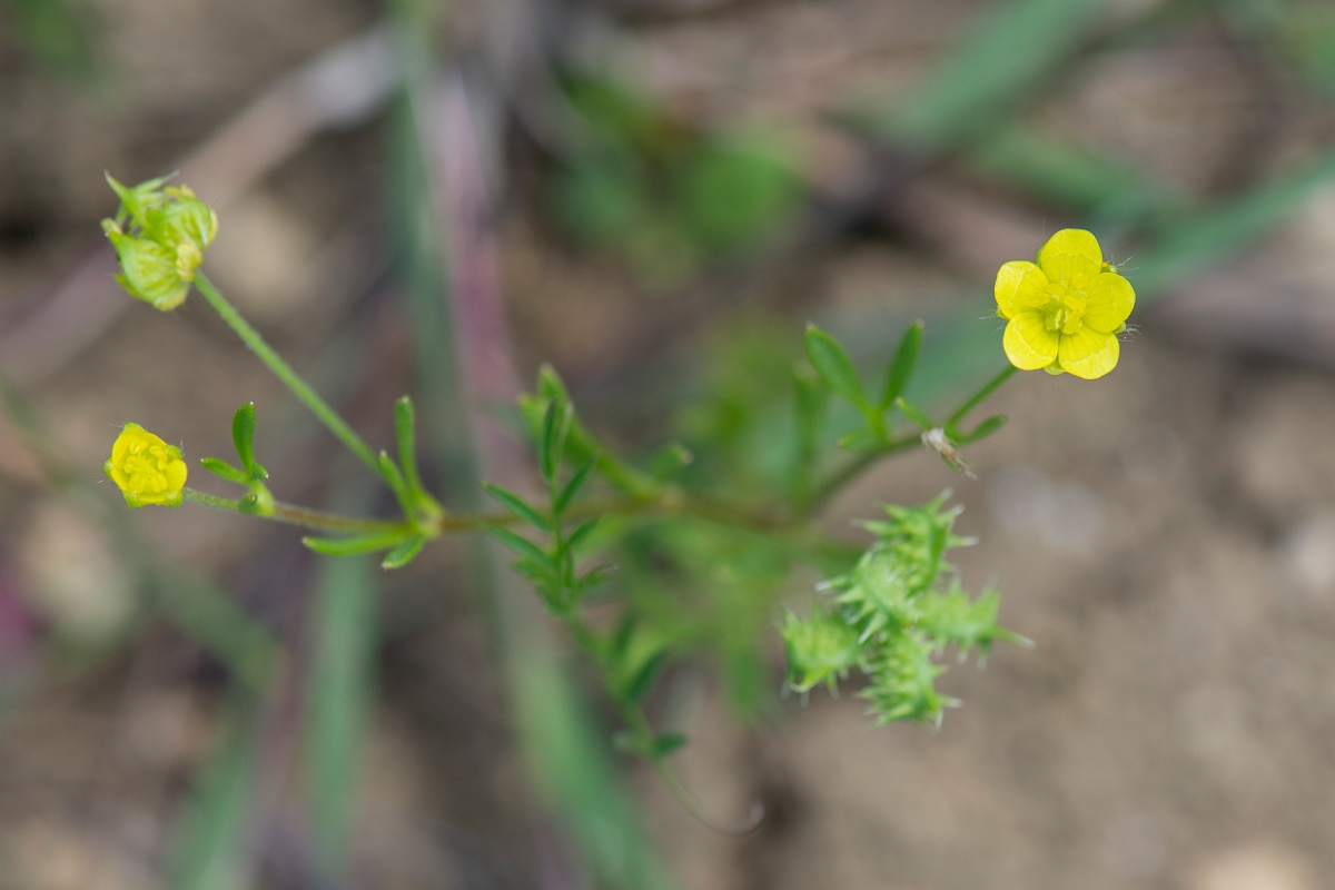 David Plant Photography - Wildlife Photography - Corn buttercup - A.JPG - Corn buttercup - Somerset