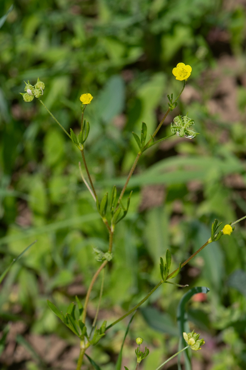 David Plant Photography - Wildlife Photography - Corn buttercup - F.JPG - Corn buttercup - Somerset