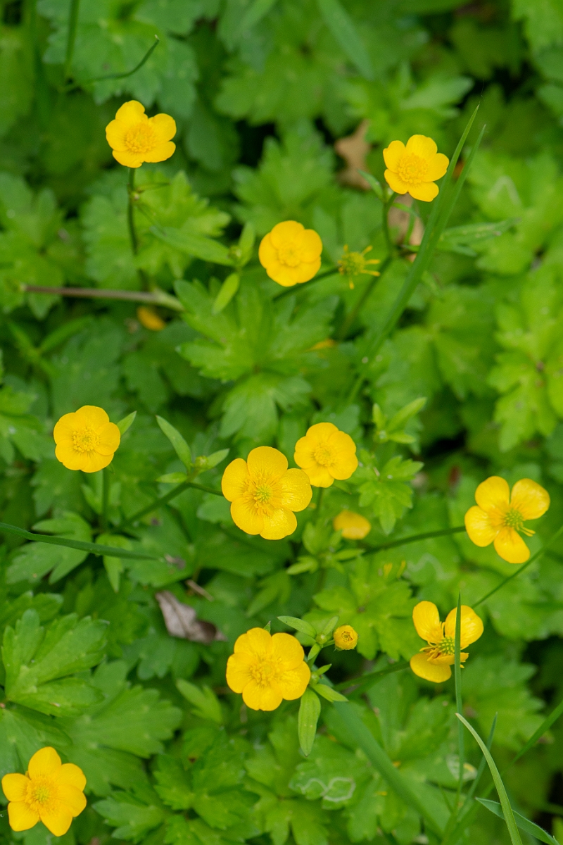 David Plant Photography - Wildlife Photography - Creeping buttercup - A.JPG - Creeping buttercup - Cambridgeshire