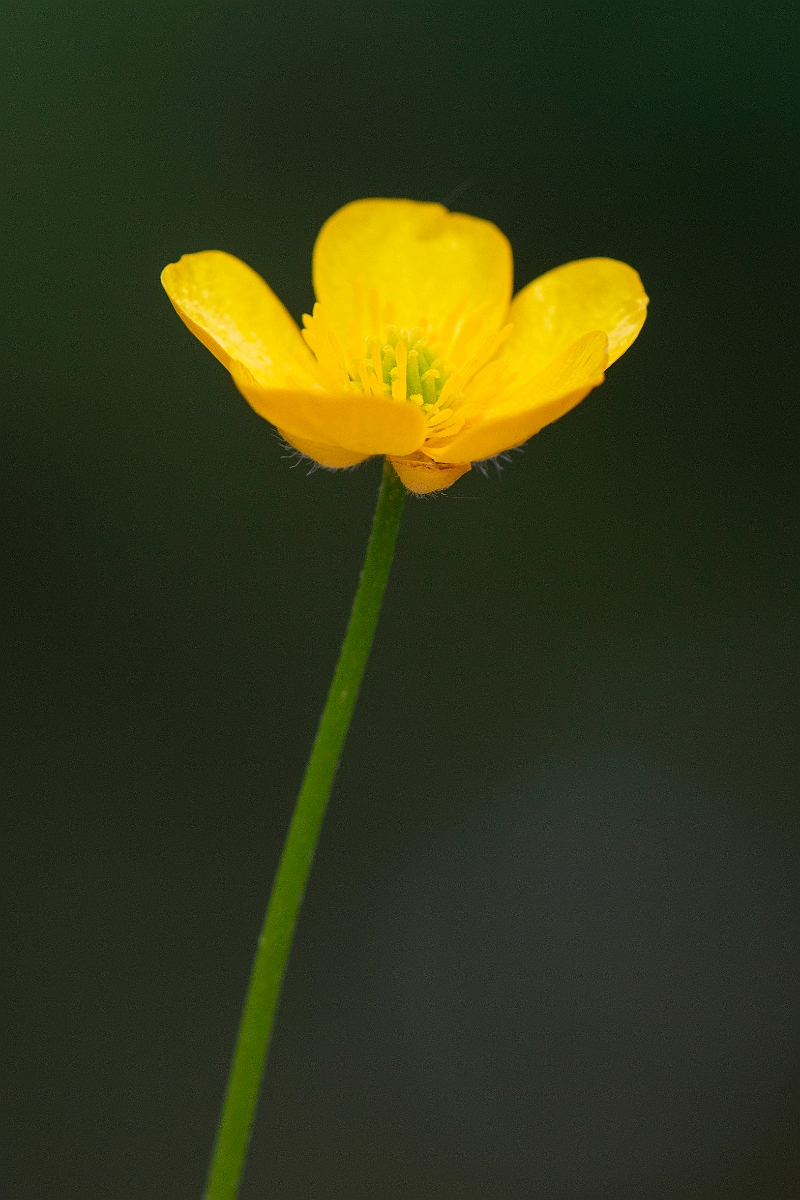 David Plant Photography - Wildlife Photography - Creeping buttercup - D.JPG - Creeping buttercup flower - Cambridgeshire