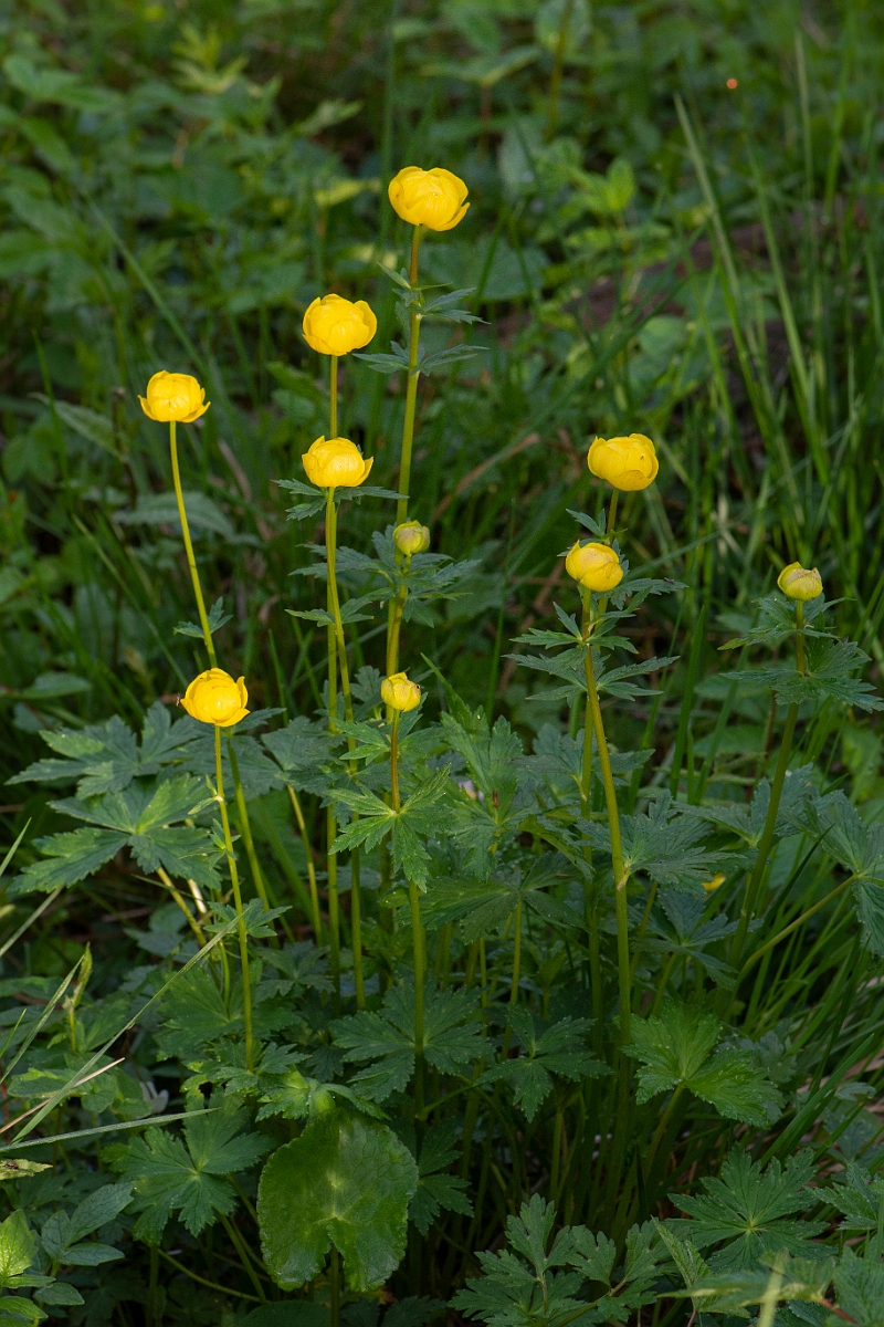 David Plant Photography - Wildlife Photography - Globeflower - D.JPG - Globeflower, plant - Perthshire