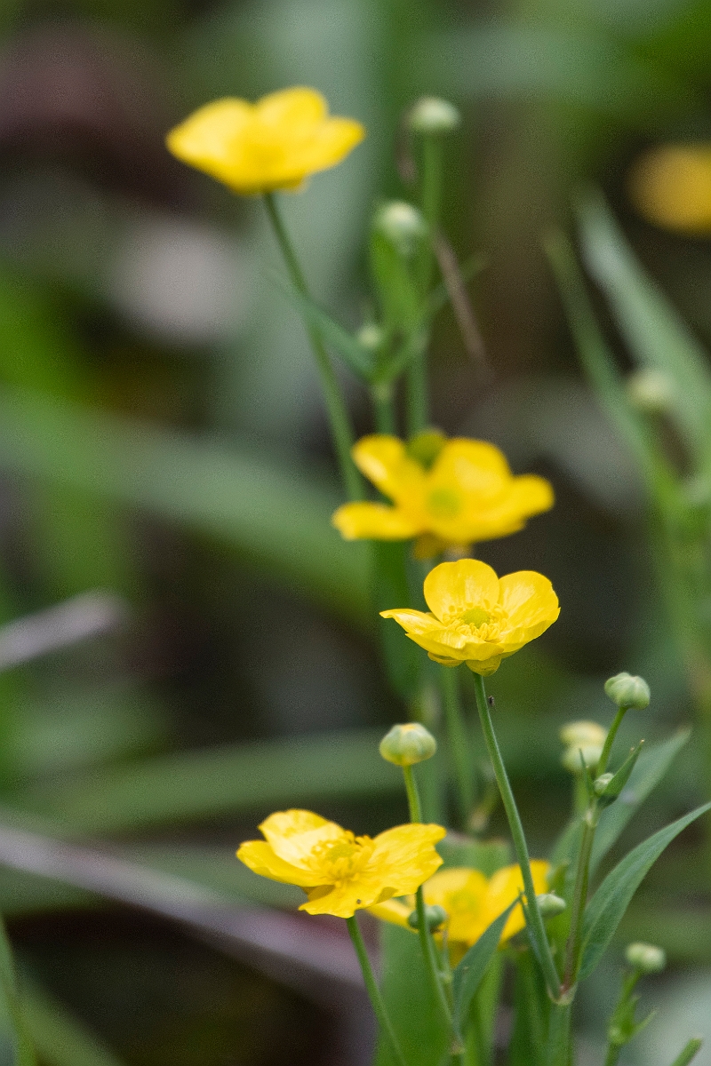 David Plant Photography - Wildlife Photography - Greater spearwort - B.jpg - Greater spearwort - Dorset