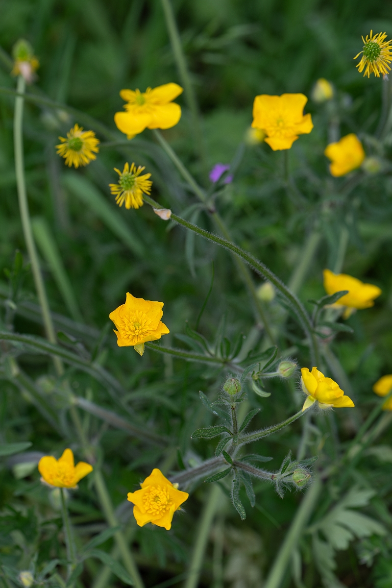 David Plant Photography - Wildlife Photography - Hairy buttercup - B.jpg - Hairy buttercup - Suffolk
