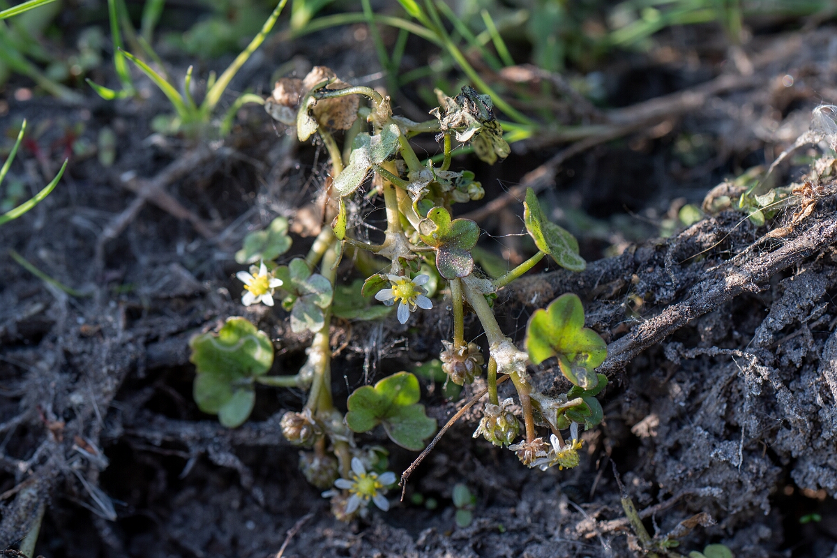 David Plant Photography - Wildlife Photography - Ivy-leaved watercrowfoot - A.jpg - Ivy-leaved watercrowfoot - Hampshire