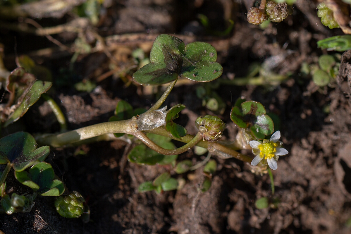 David Plant Photography - Wildlife Photography - Ivy-leaved watercrowfoot - B.jpg - Ivy-leaved watercrowfoot - Hampshire