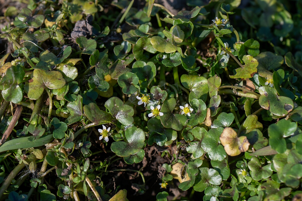 David Plant Photography - Wildlife Photography - Ivy-leaved watercrowfoot - C.jpg - Ivy-leaved watercrowfoot - Hampshire