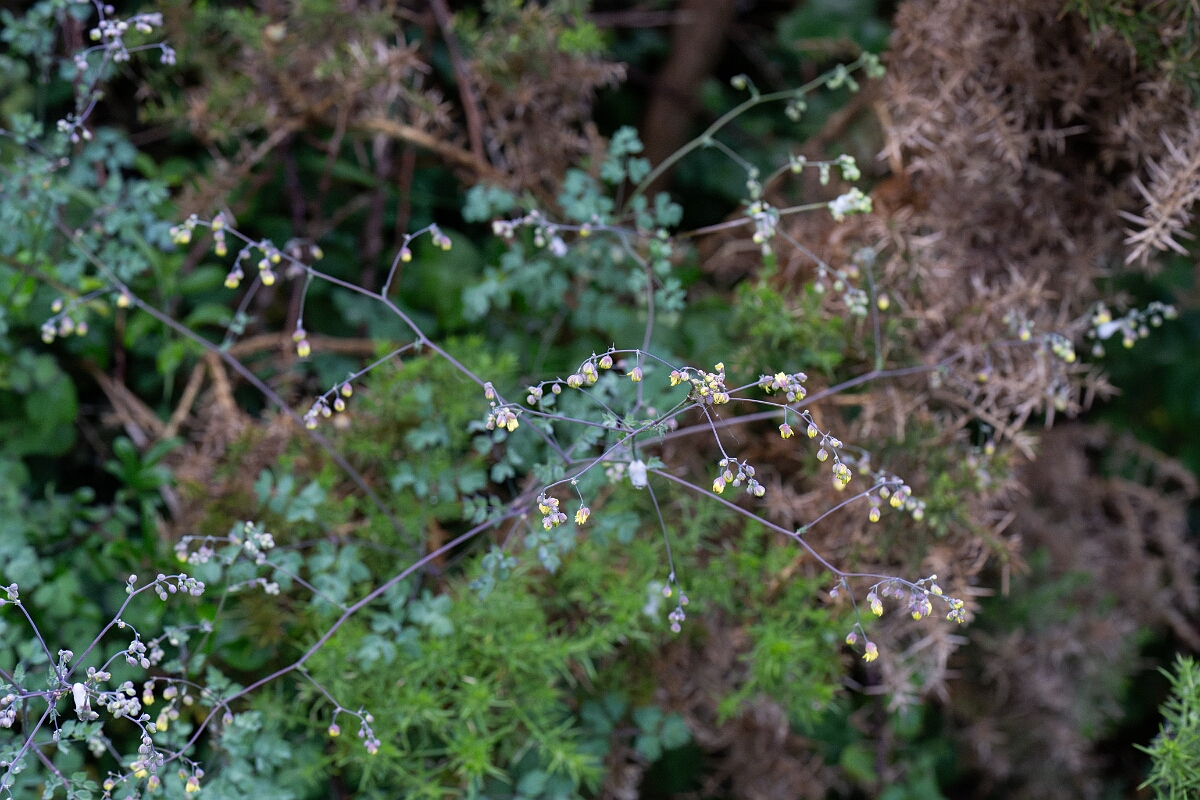 David Plant Photography - Wildlife Photography - Lesser meadow-rue - B.jpg - Lesser meadow-rue - Cornwall