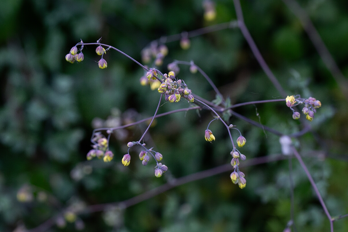 David Plant Photography - Wildlife Photography - Lesser meadow-rue - C.jpg - Lesser meadow-rue - Cornwall