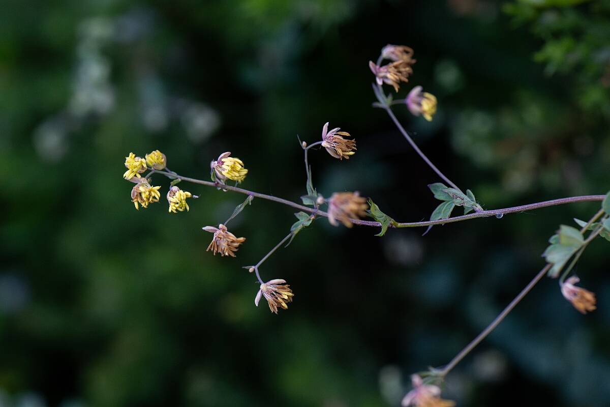 David Plant Photography - Wildlife Photography - Lesser meadow-rue - E.jpg - Lesser meadow-rue - Cornwall
