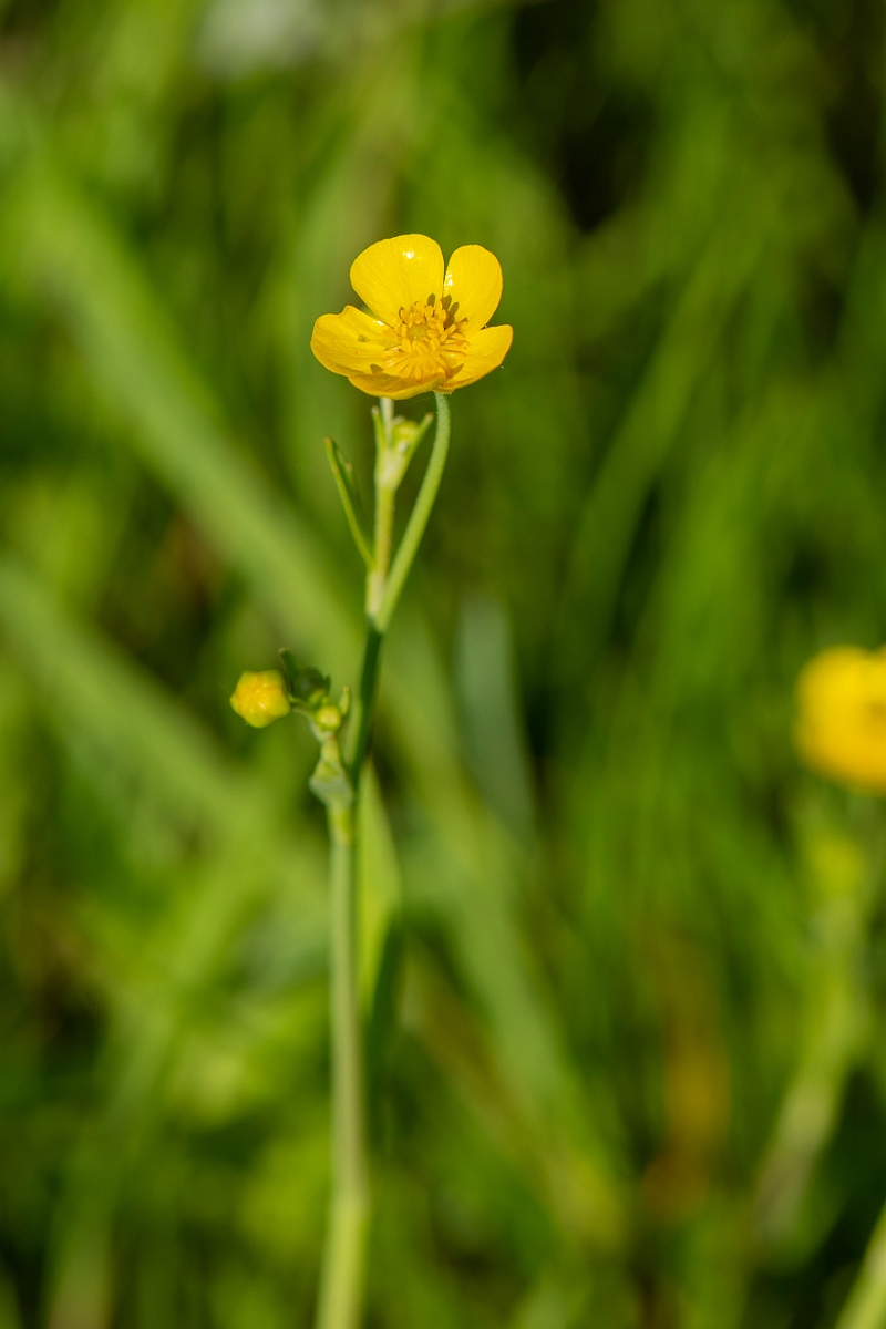 David Plant Photography - Wildlife Photography - Lesser spearwort - A.JPG - Lesser spearwort - Cambridgeshire