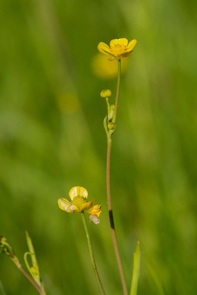 David Plant Photography - Wildlife Photography - Lesser spearwort - B.JPG - Lesser spearwort - Cambridgeshire