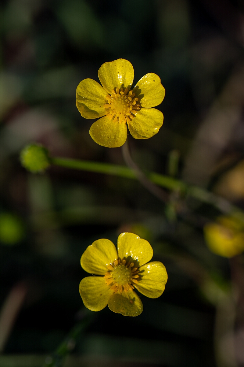 David Plant Photography - Wildlife Photography - Lesser spearwort - F.jpg - Lesser spearwort - Hampshire