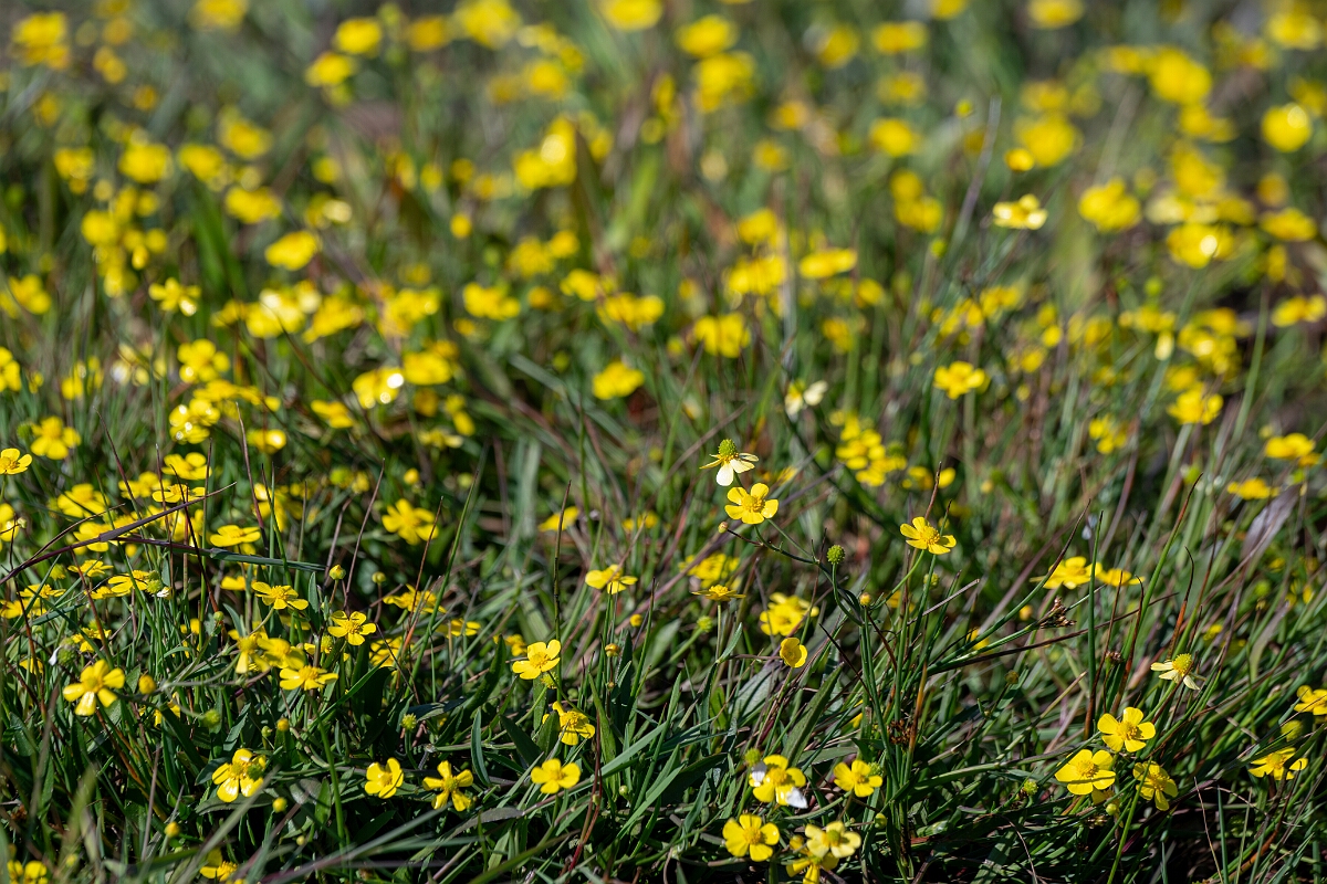 David Plant Photography - Wildlife Photography - Lesser spearwort - H.jpg - Lesser spearwort - Cornwall