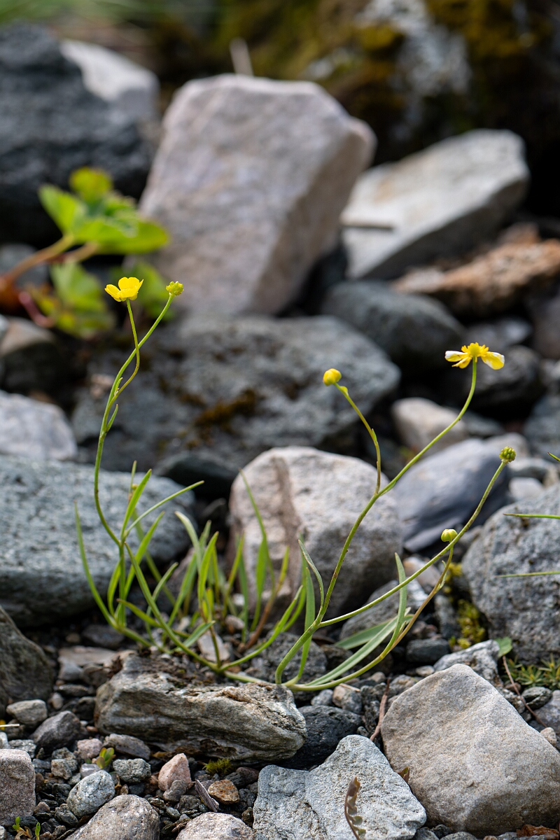 David Plant Photography - Wildlife Photography - Lesser spearwort - J.jpg - Lesser spearwort - Perthshire