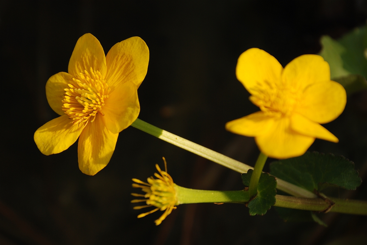David Plant Photography - Wildlife Photography - Marsh marigold - A.jpg - Marsh marigold - Cotswolds