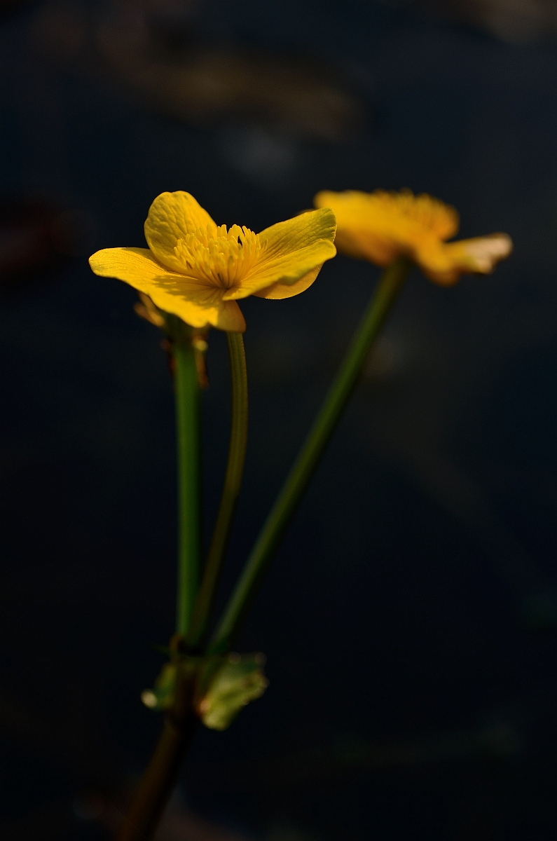 David Plant Photography - Wildlife Photography - Marsh marigold - C.jpg - Marsh marigold - Cotswolds