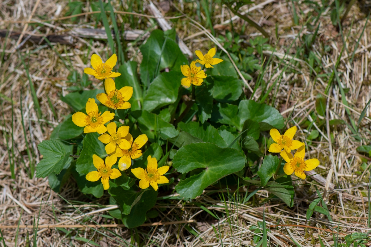 David Plant Photography - Wildlife Photography - Marsh marigold - F.JPG - Marsh marigold - Perthshire