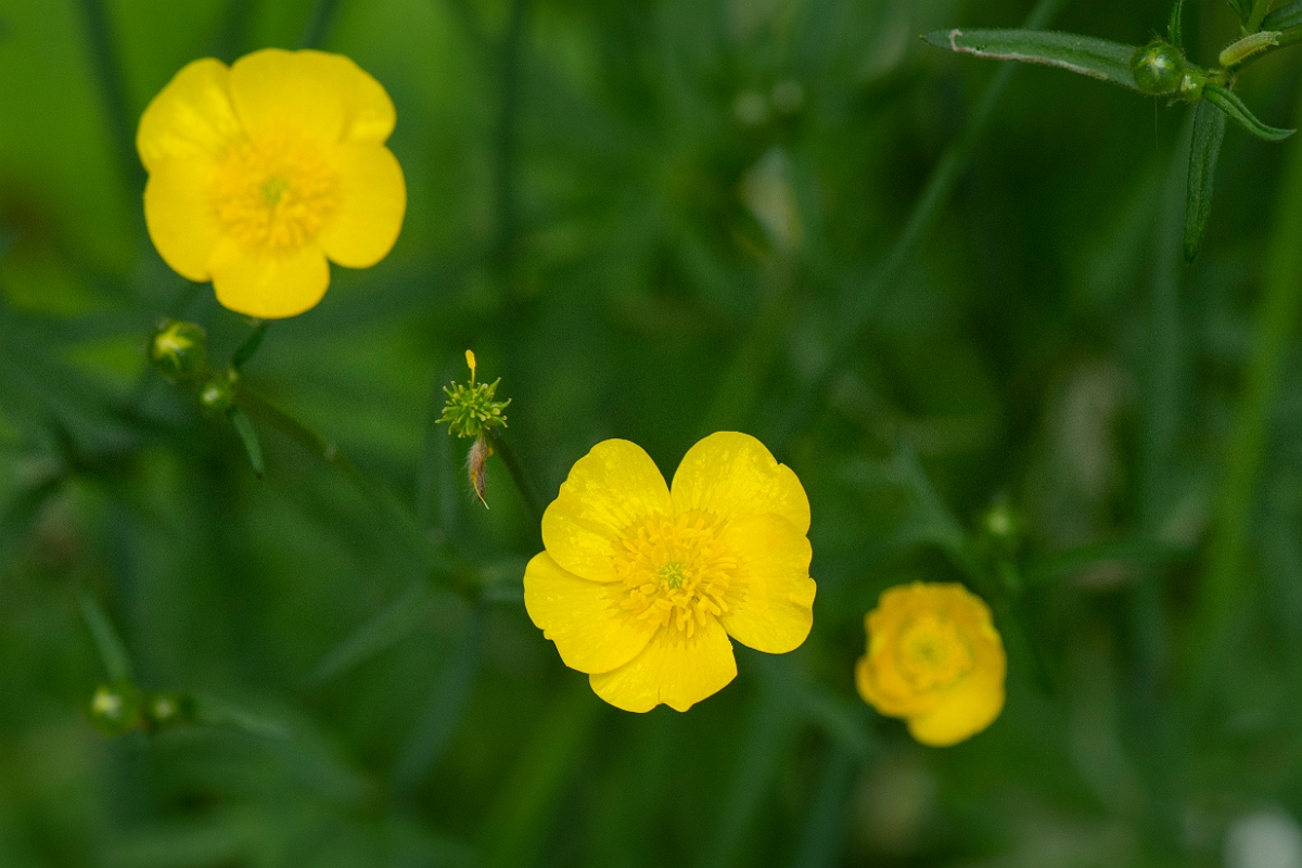 David Plant Photography - Wildlife Photography - Meadow buttercup - A.JPG - Meadow buttercup flowers - Cambridgeshire