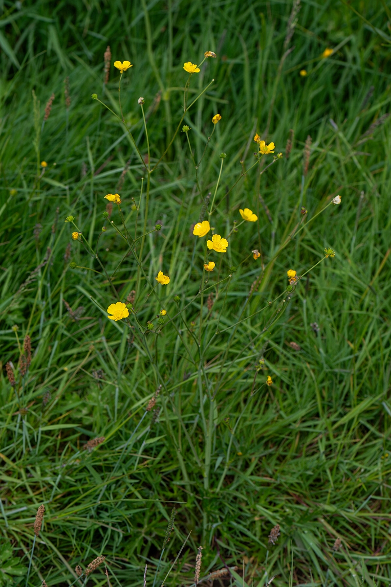 David Plant Photography - Wildlife Photography - Meadow buttercup - D.jpg - Lesser spearwort - Cornwall
