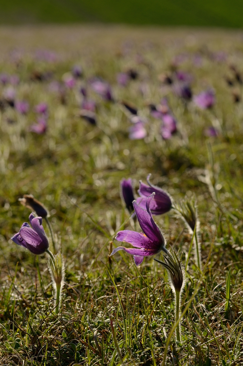 David Plant Photography - Wildlife Photography - Pasque flower - H.jpg - Pasque flowers - Hertfordshire