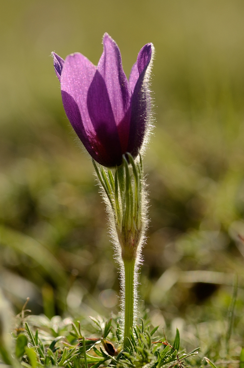 David Plant Photography - Wildlife Photography - Pasque flower - I.jpg - Pasque flower - Hertfordshire
