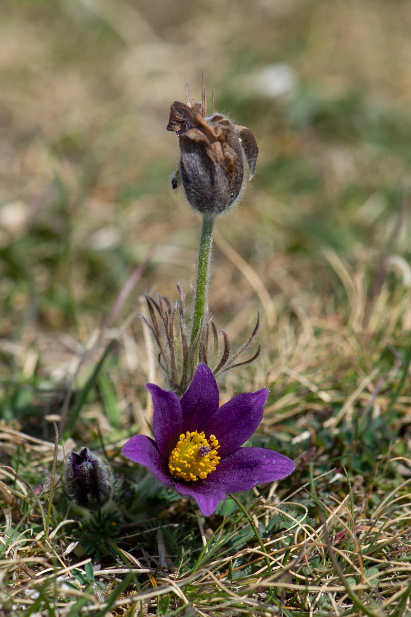 David Plant Photography - Wildlife Photography - Pasque flower - L.JPG - Pasqueflower - Hertfordshire