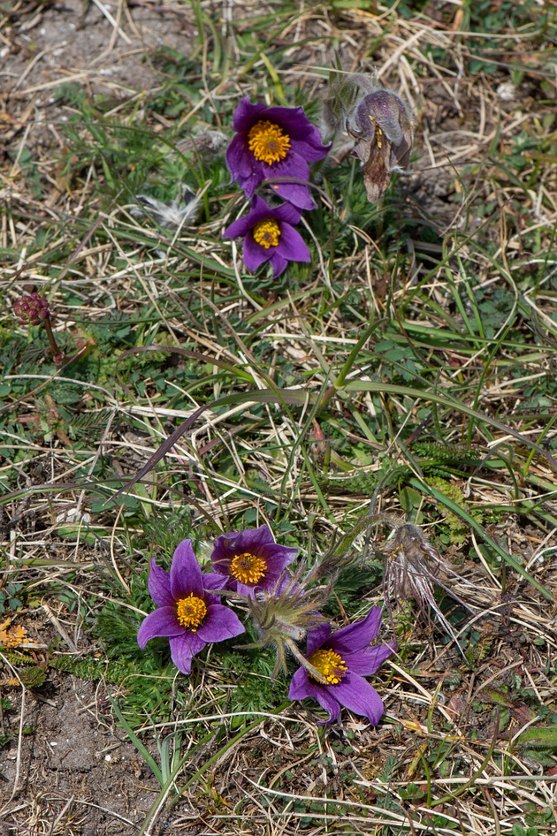 David Plant Photography - Wildlife Photography - Pasque flower - N.JPG - Pasqueflower - Cambridgeshire