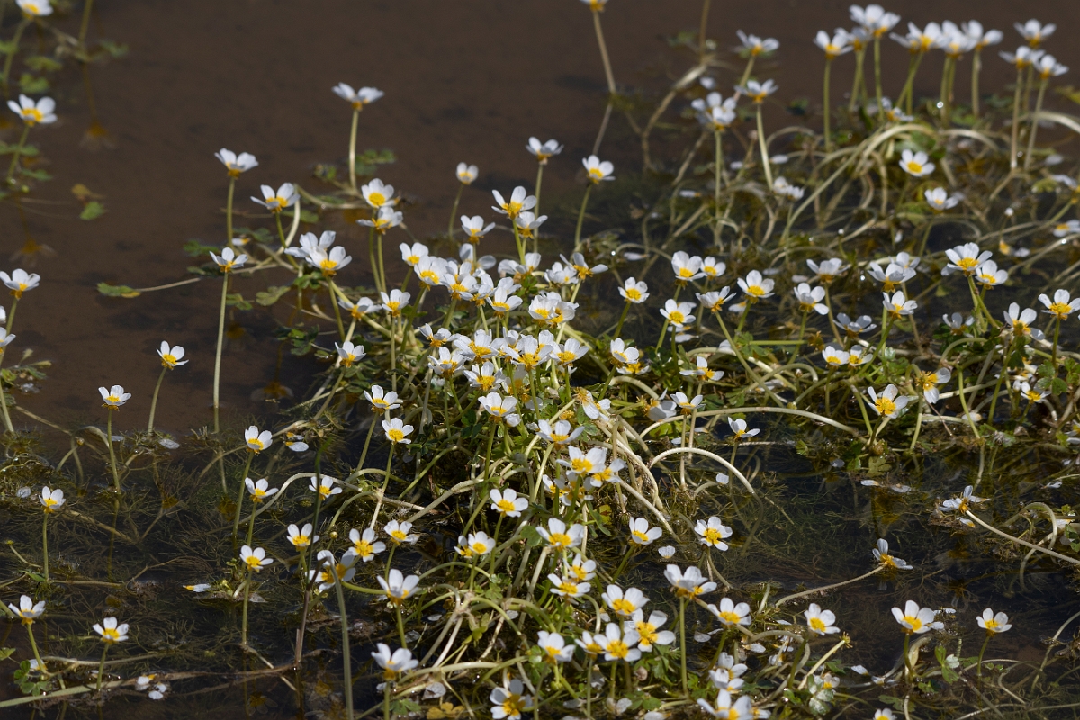 David Plant Photography - Wildlife Photography - Pond water crowfoot - C.jpg - Pond water-crowfoot - Kent