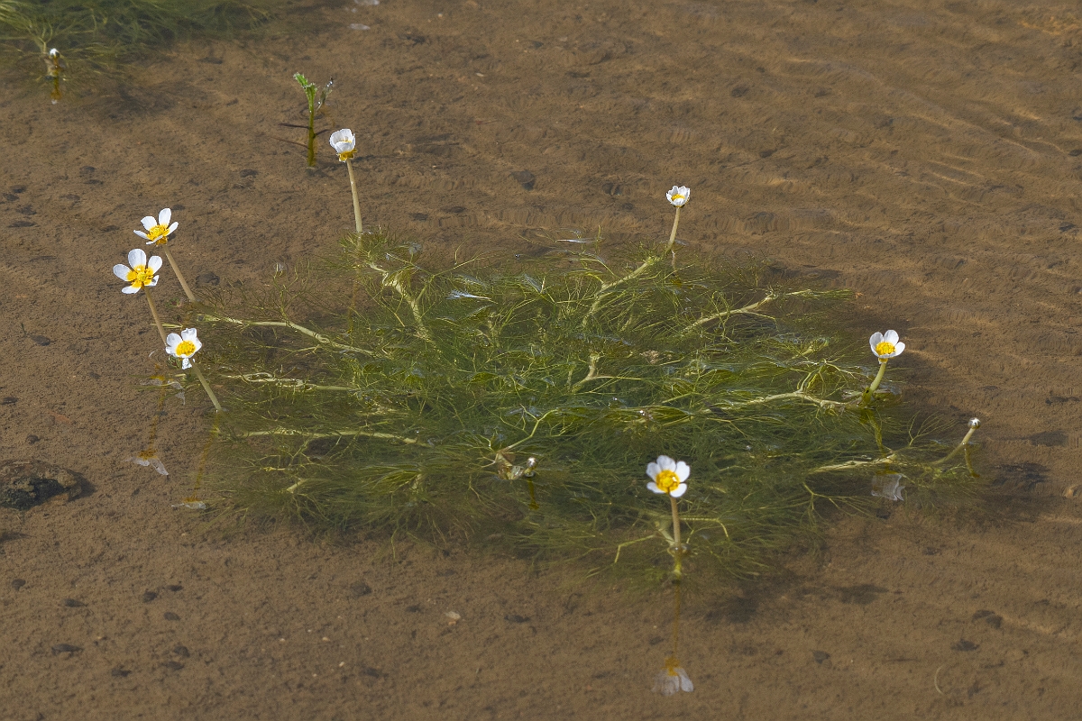 David Plant Photography - Wildlife Photography - Pond water crowfoot - D.jpg - Pond water-crowfoot - Kent
