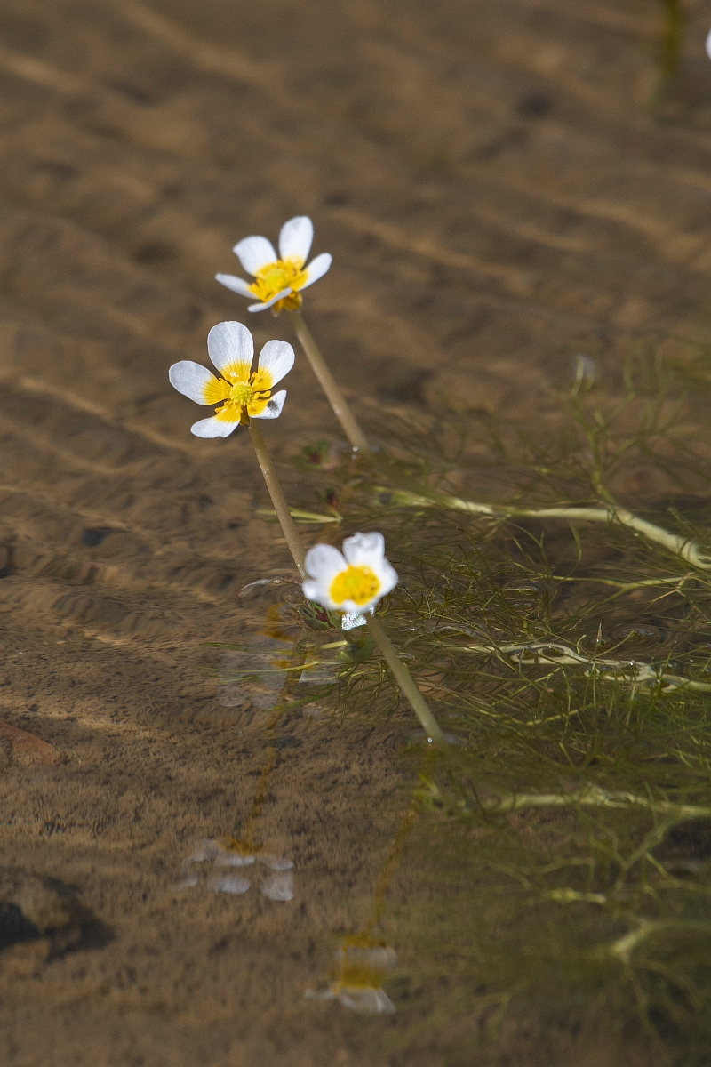 David Plant Photography - Wildlife Photography - Pond water crowfoot - E.jpg - Pond water-crowfoot - Kent