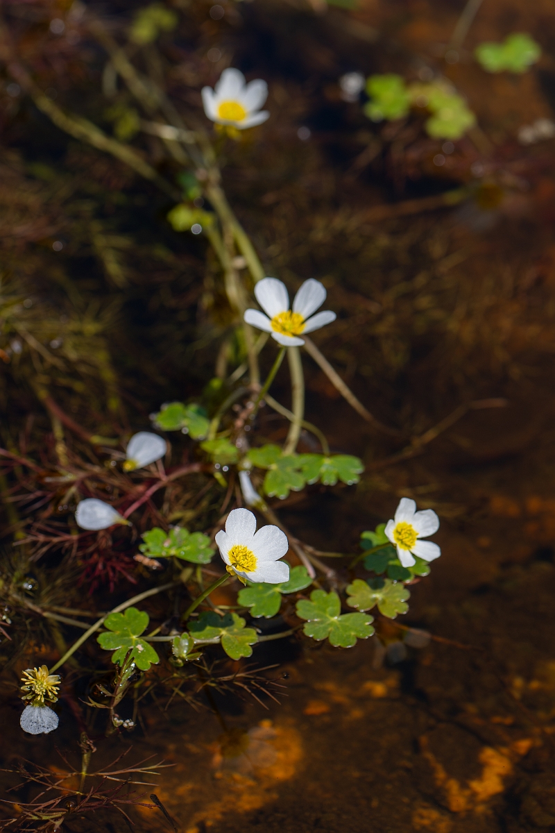 David Plant Photography - Wildlife Photography - Pond water crowfoot - F.jpg - Pond water crowfoot - Hampshire