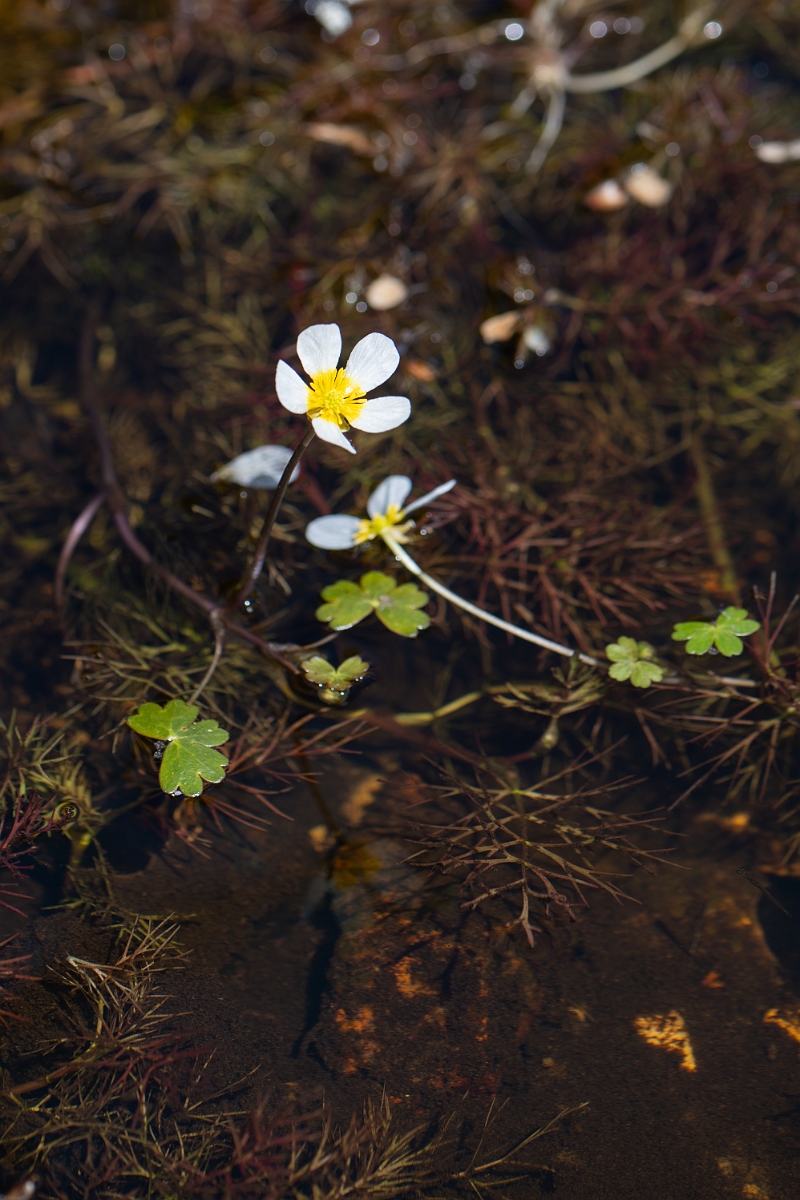David Plant Photography - Wildlife Photography - Pond water crowfoot - G.jpg - Pond water crowfoot - Hampshire