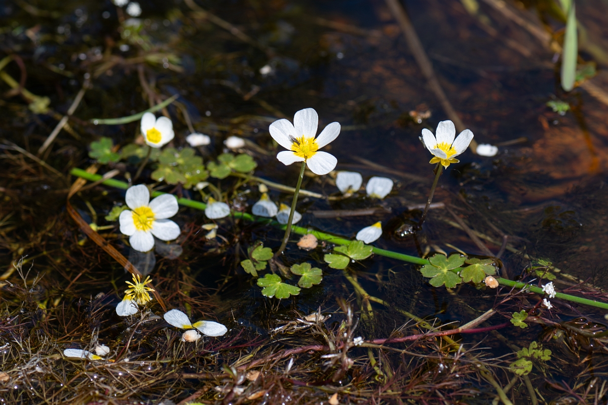 David Plant Photography - Wildlife Photography - Pond water crowfoot - H.jpg - Pond water crowfoot - Hampshire