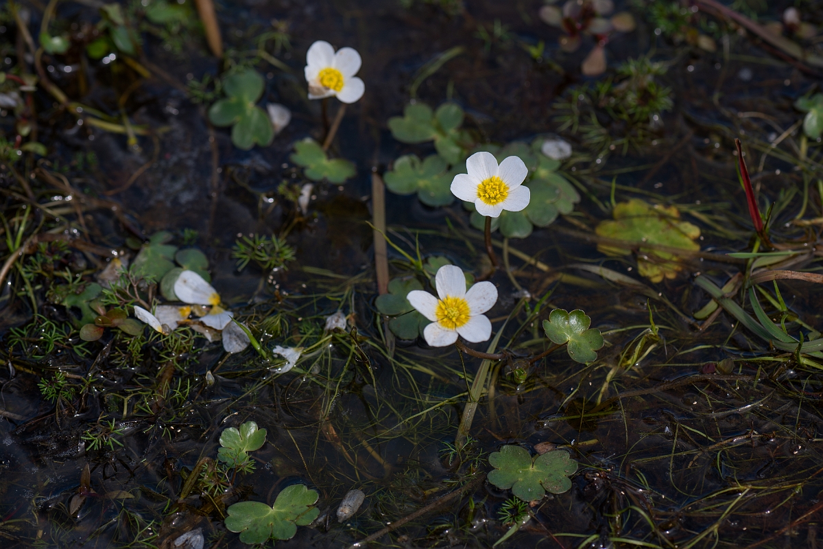 David Plant Photography - Wildlife Photography - Pond water crowfoot - J.jpg - Pond water crowfoot - Hampshire