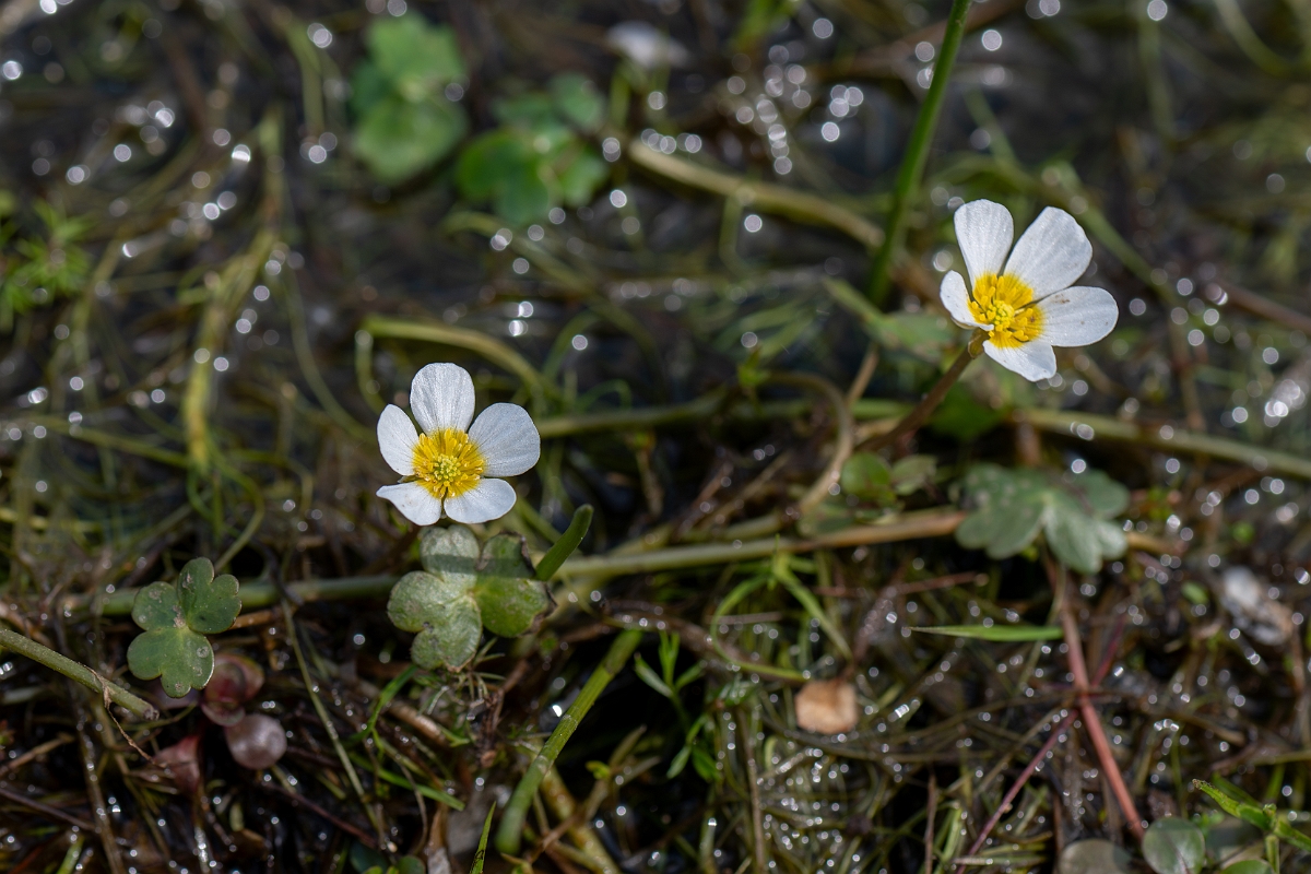 David Plant Photography - Wildlife Photography - Pond water crowfoot - K.jpg - Pond water crowfoot - Hampshire