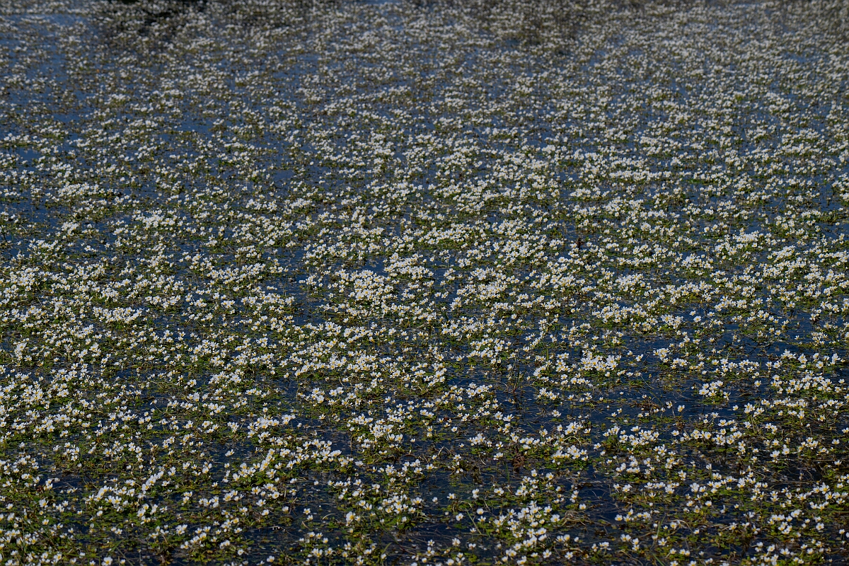 David Plant Photography - Wildlife Photography - Pond water crowfoot - L.jpg - Pond water crowfoot - Norfolk