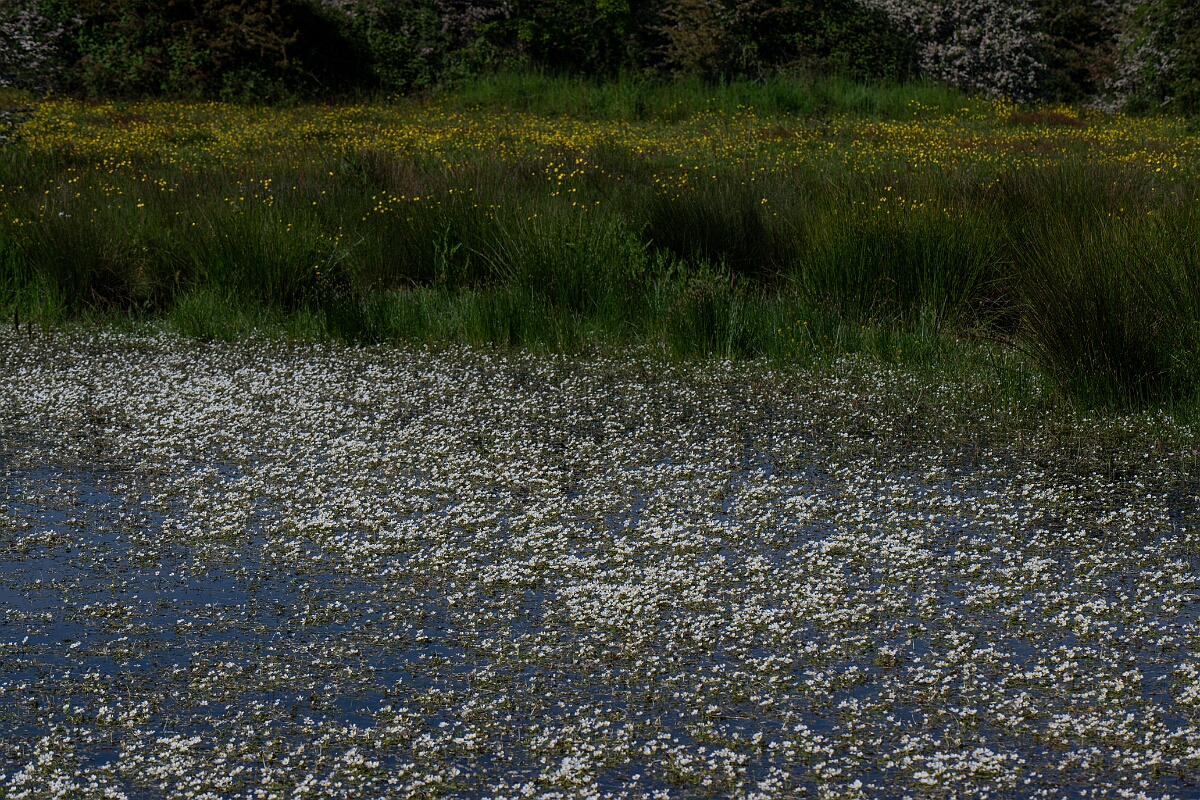 David Plant Photography - Wildlife Photography - Pond water crowfoot - N.jpg - Pond water crowfoot - Norfolk