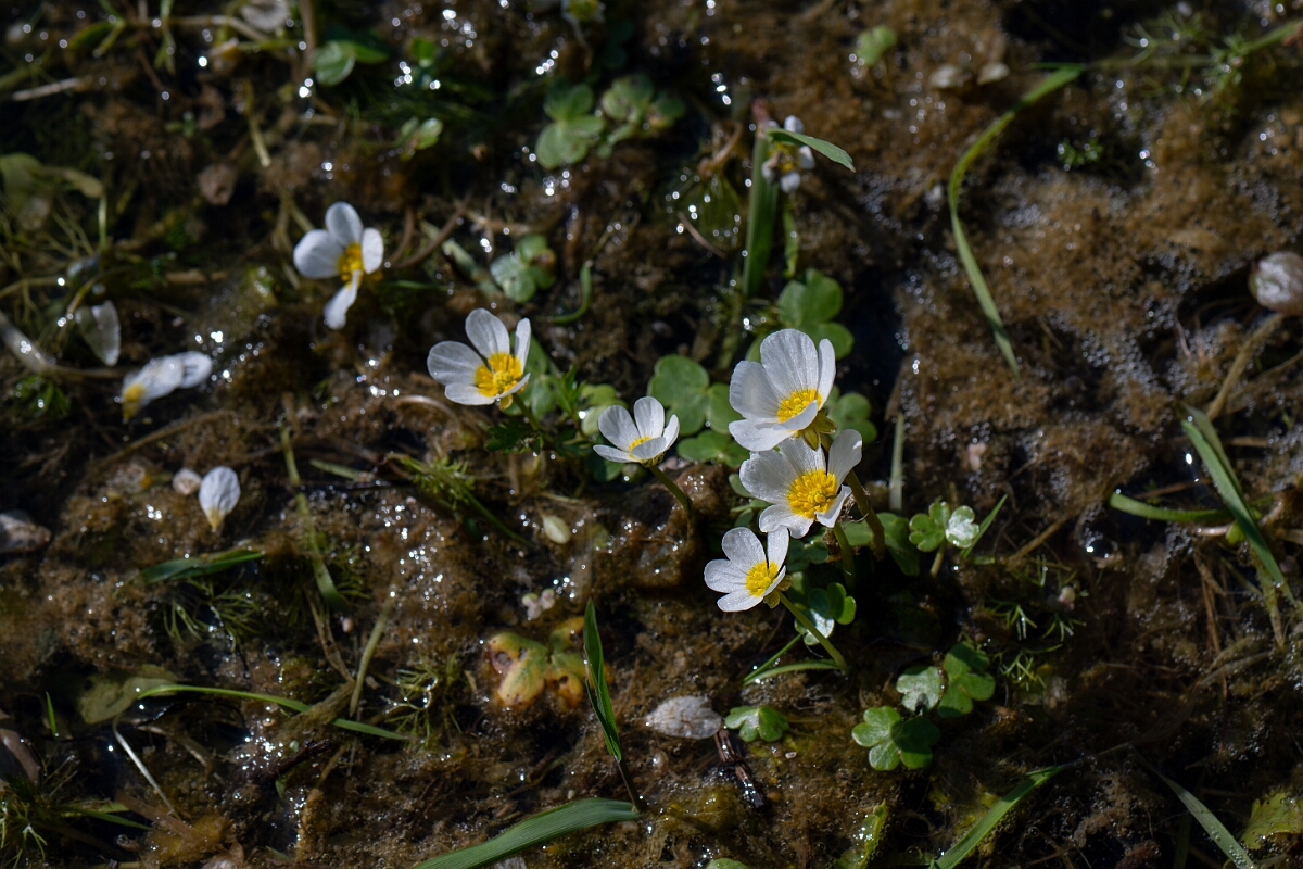 David Plant Photography - Wildlife Photography - Pond water crowfoot - O.jpg - Pond water crowfoot - Norfolk