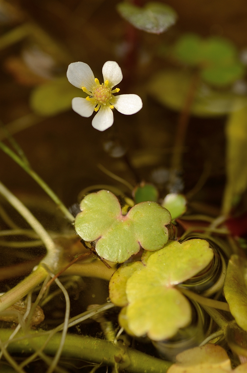David Plant Photography - Wildlife Photography - Round-leaved water crowfoot - A.jpg - Round-leaved water crowfoot flower - Cotswolds