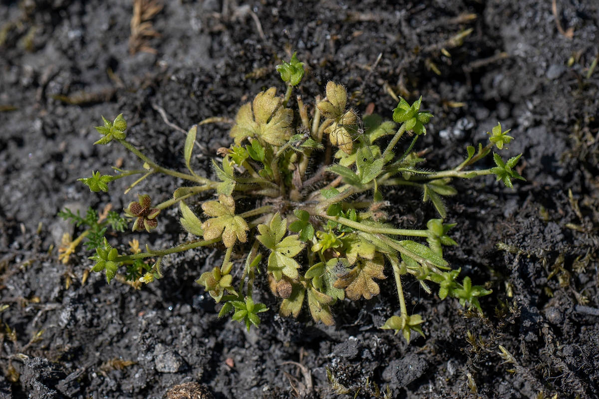 David Plant Photography - Wildlife Photography - Small-flowered buttercup - A.JPG - Small-flowered buttercup - Kent