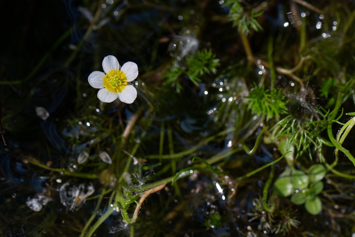 David Plant Photography - Wildlife Photography - Thread-leaved water crowfoot - B.jpg - Thread-leaved water-crowfoot - Hampshire
