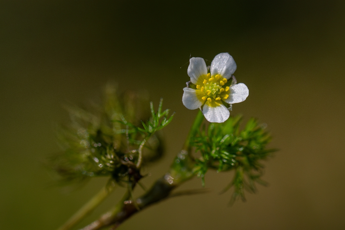 David Plant Photography - Wildlife Photography - Thread-leaved water crowfoot - C.jpg - Thread-leaved water-crowfoot - Hampshire
