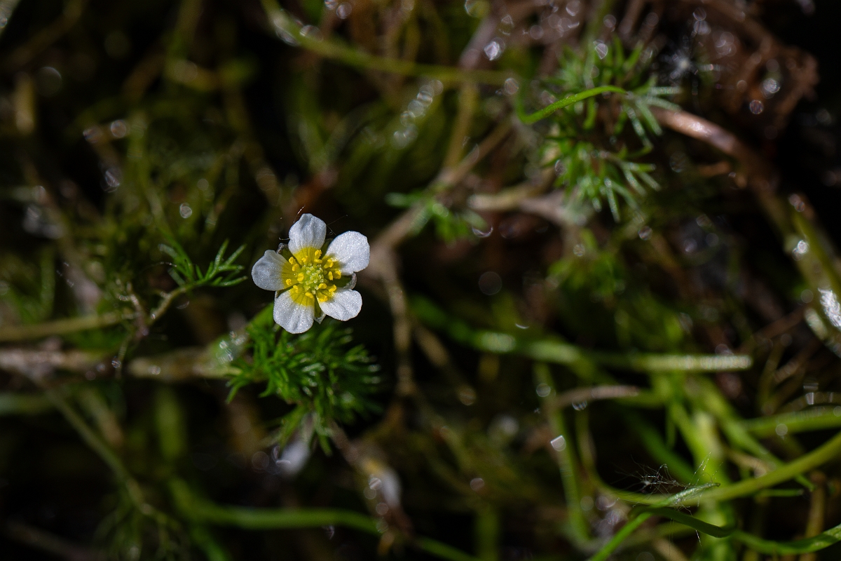 David Plant Photography - Wildlife Photography - Thread-leaved water crowfoot - D.jpg - Thread-leaved water-crowfoot - Hampshire
