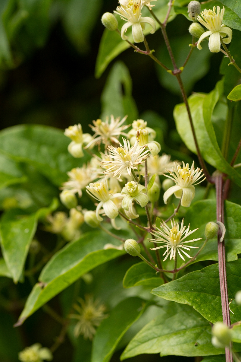 David Plant Photography - Wildlife Photography - Wild clematis - C.jpg - Wild clematis - Cotswolds