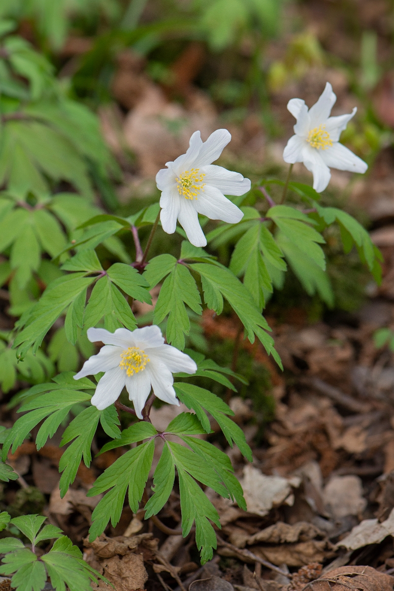 David Plant Photography - Wildlife Photography - Wood anenome - D.JPG - Wood anemone - Cambridgeshire