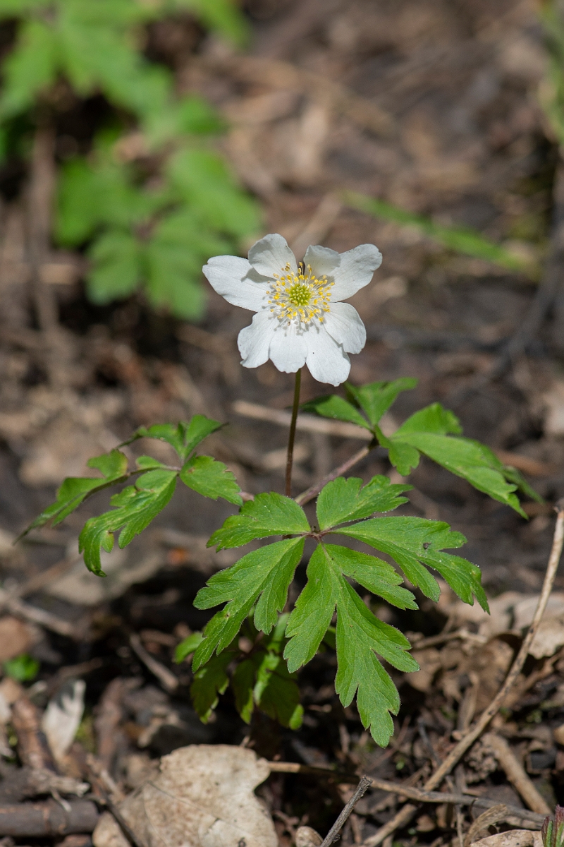 David Plant Photography - Wildlife Photography - Wood anenome - G.JPG - Wood anemone - Cambridgeshire