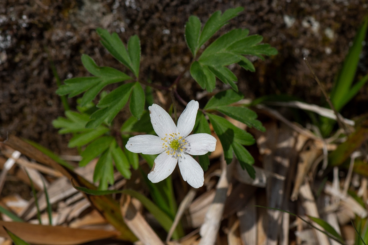 David Plant Photography - Wildlife Photography - Wood anenome - J.JPG - Wood anemone - Perthshire