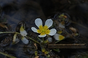 David Plant Photography - Wildlife Photographer - Chalkstream water-crowfoot