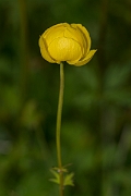 David Plant Photography - Wildlife Photographer - Globeflower - B
