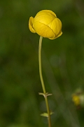 David Plant Photography - Wildlife Photographer - Globeflower - C